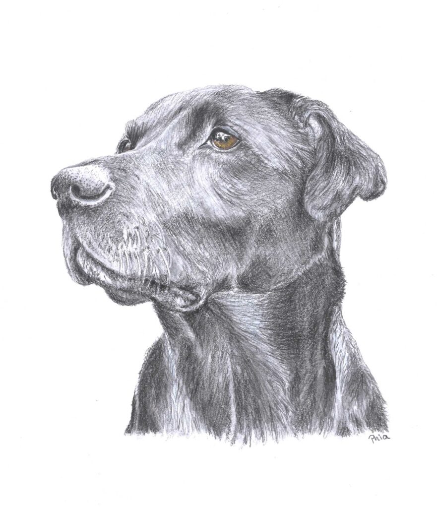 Pencil Portrait - Leo - A black and white drawing of a Labrador looking to the side.