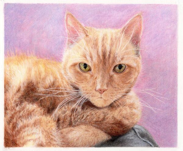Pet portraits - a ginger cat with intent yellow green eyes on a purple bakground