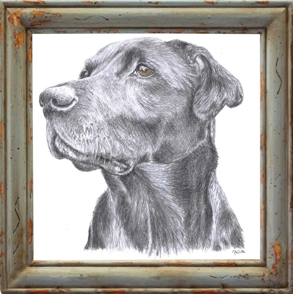Pet Portrait 8"x10"