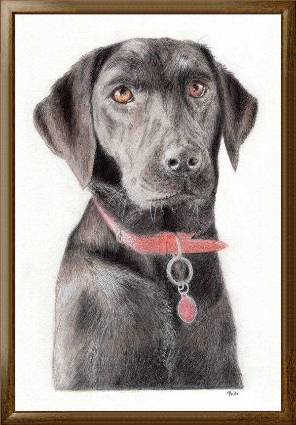 Pet Portrait 11"x14"