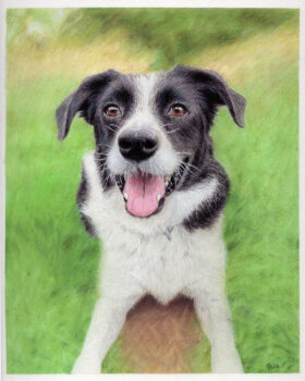 A lovely Border Collie named Barra/Baz. Background mostly completed in pastel, with finishing touched and the good boy himself in coloured pencil.