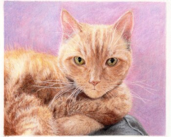 Pet portraits - a ginger cat with intent yellow green eyes on a purple bakground